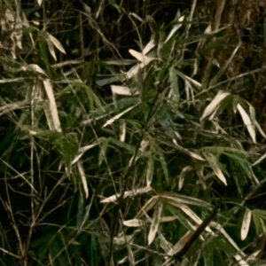 IMG_2920.jpeg