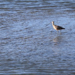 curlew better.jpeg