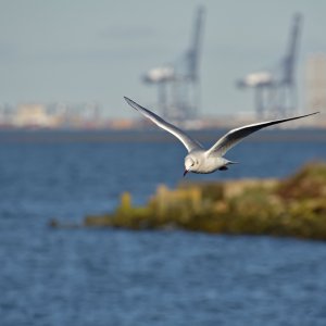Black-headed Gull in Winter.JPG