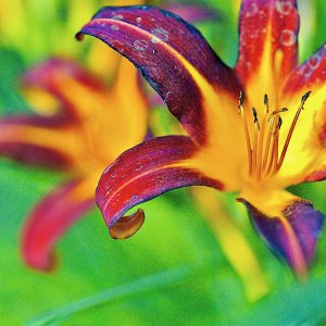lillies - 1.jpeg