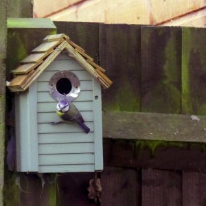 Blue Tit.JPG
