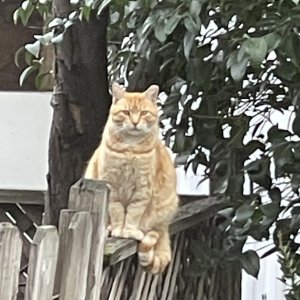 IMG_4440.jpeg