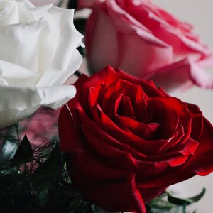 rose2 - 1.jpeg