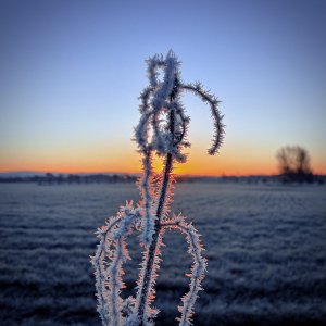 IMG_7946.jpeg