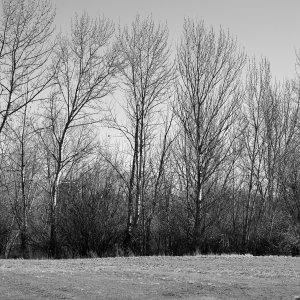trees - 1.jpeg
