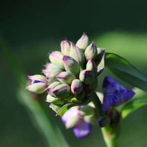IMG_3018.JPG
