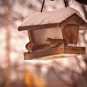 birds - 1.jpeg