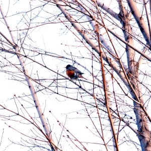 bird - 1.jpeg