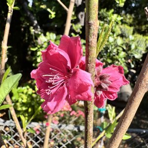 IMG_6012.jpeg