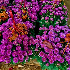 IMG_2676.jpeg