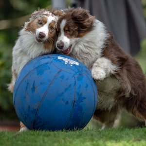Darby_Pattern_Herding_Ball_GRH7733_1600p.jpg