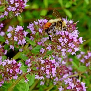 Bee_N753B.jpg