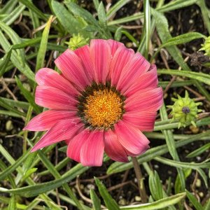 IMG_0492.jpeg
