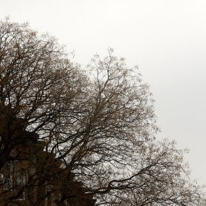 2026-03-06 ~ R52_4530.jpg