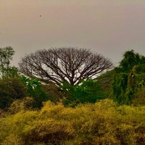 IMG_2871.jpeg
