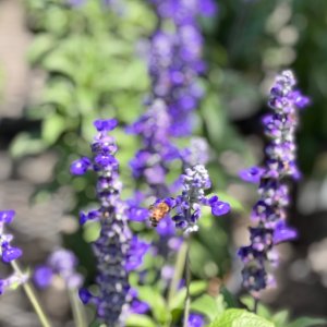 IMG_8304.jpeg