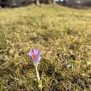 IMG_5490.jpeg