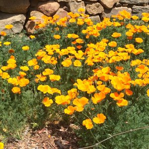 IMG_8468.jpeg