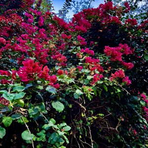 IMG_2904.jpeg