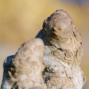 Cypress Knee 2500px.jpg