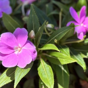 IMG_8298.jpeg