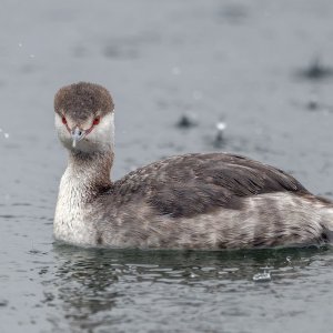 Horned_Grebe_GRH9895_1600p.jpg
