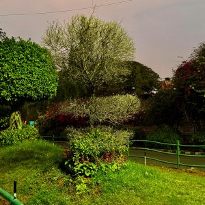 IMG_2939.jpeg