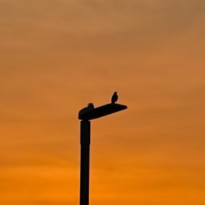 IMG_1048.jpeg