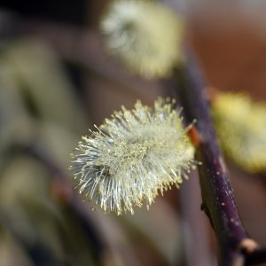 Goat Willow.JPG