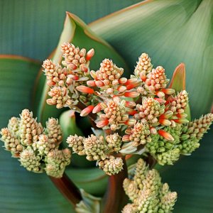 aloe flower buds wide xv.jpg