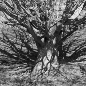B&W Shadow of a Tree.jpg