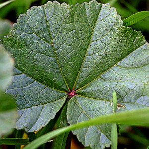 round green leaf x2.jpg