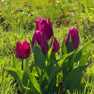 IMG_8634.jpeg