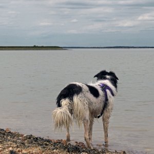 Princess of the Thames.JPG