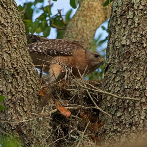 Hawk Nest - 2500px0000.jpg