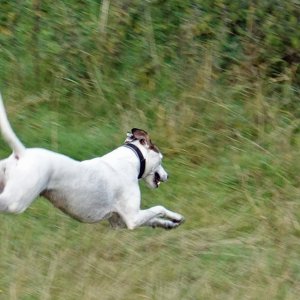 Milly Running.JPG