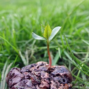 Germination.JPG