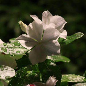 hh99819090-33432936.jpg