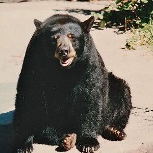 bear - 1.jpeg