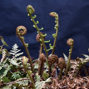 Fern Fountain.JPG