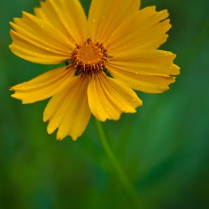 MorningCoreopsis.jpeg