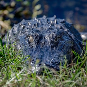 Gator.jpg
