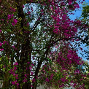 IMG_3308.jpeg