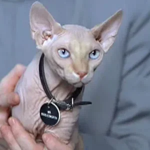 cat.webp