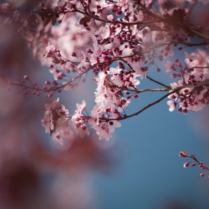 blossom - 1.jpeg