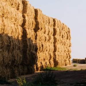 hay - 1.jpeg