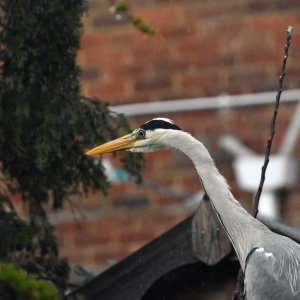 Heron in my Garden.JPG