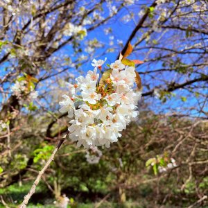 IMG_4106.jpeg