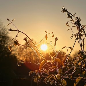 IMG_4303.jpeg
