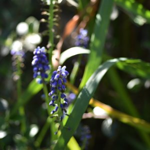Dappled.JPG